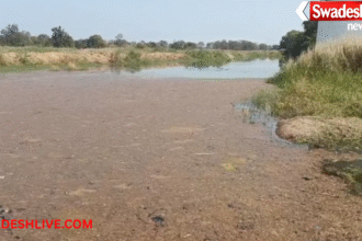 Water Plant issue