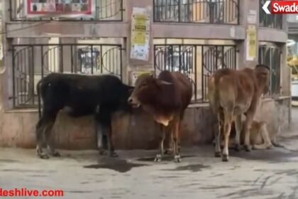 Munger stray cattle drive