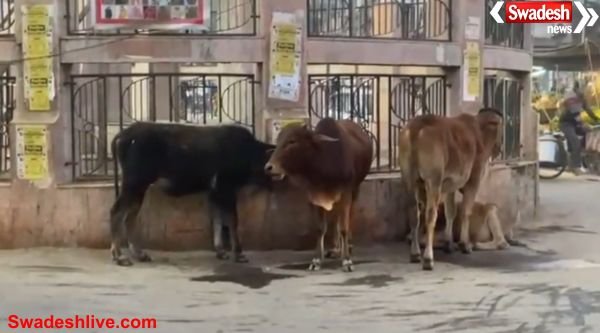 Munger stray cattle drive