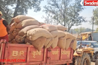 Paddy Seizure