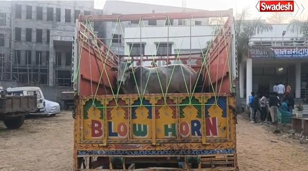 Cow Smuggling Case Narmadapuram