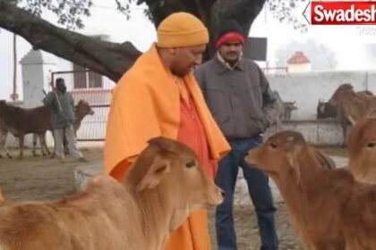 UP Cow Shelter Monitoring