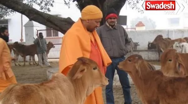 UP Cow Shelter Monitoring