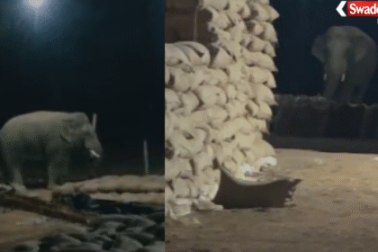 Wild Elephant in Korba