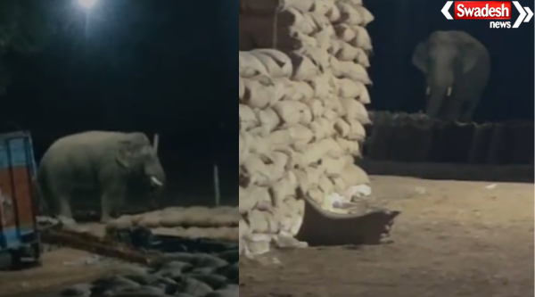 Wild Elephant in Korba