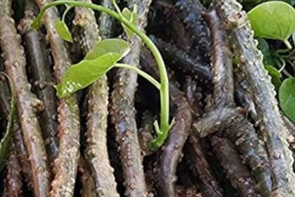 51NkmzzMhdL._AC_UF1000,1000_QL80_