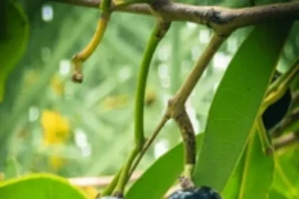 closeup-ripe-black-jamun-fruits-260nw-2659835627