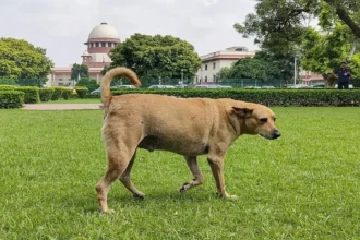New dehli