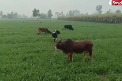 Pilibhit stray cattle