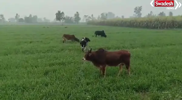 Pilibhit stray cattle