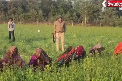 Tiger Movement in Vidisha