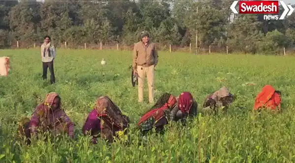 Tiger Movement in Vidisha