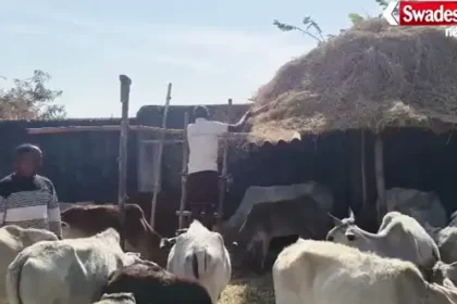 Koriya Village Cow Shelter