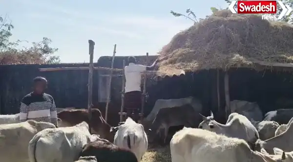 Koriya Village Cow Shelter