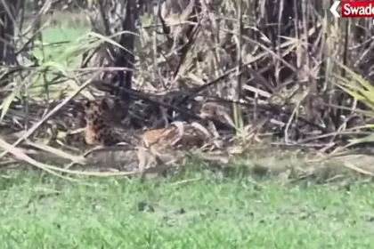 Kushinagar Leopard Attack