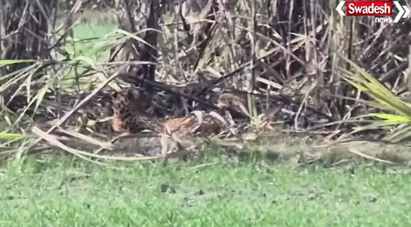 Kushinagar Leopard Attack