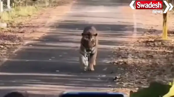 Pilibhit Tiger Reserve