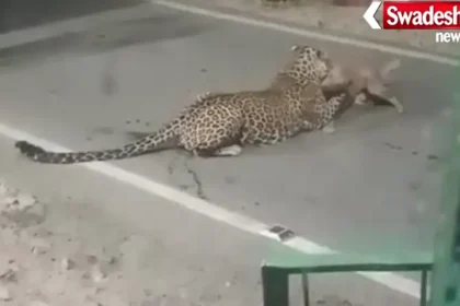 Leopard Terror in Uttarkashi