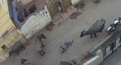 Raipur Buffalo Attack