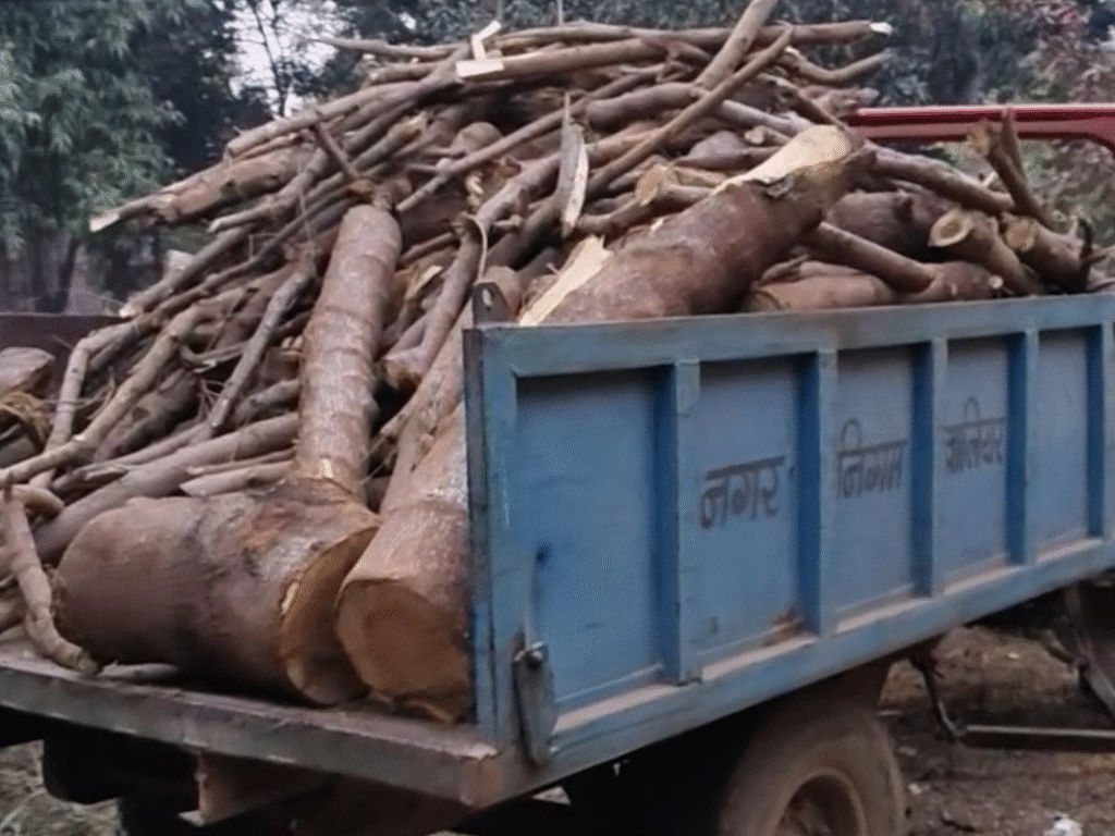 Jiwaji University tree cutting