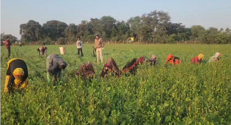 Tiger Movement in Vidisha