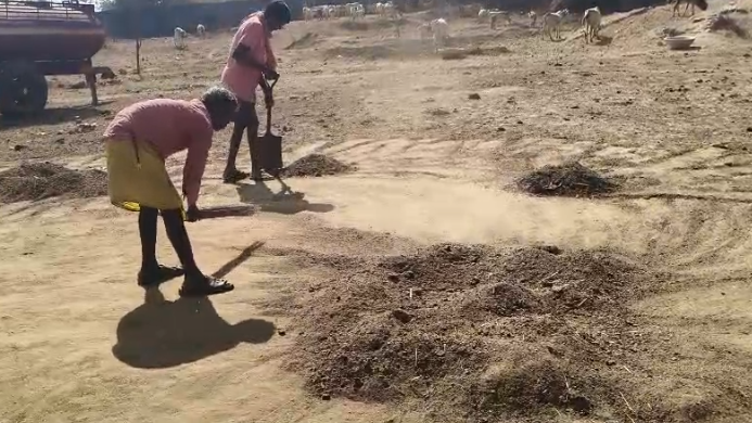 Koriya Village Cow Shelter