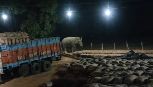 Wild Elephant in Korba