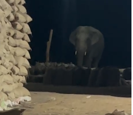 Wild Elephant in Korba