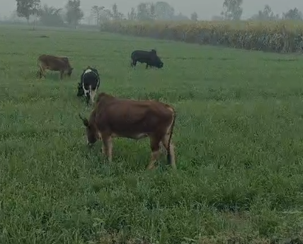 Pilibhit stray cattle