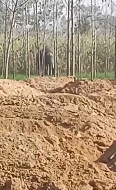 Wild Elephant Sighting