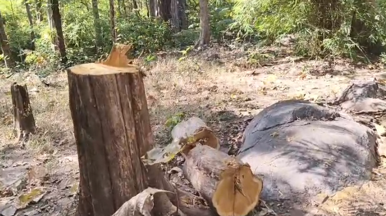 Mahasamund Forest News