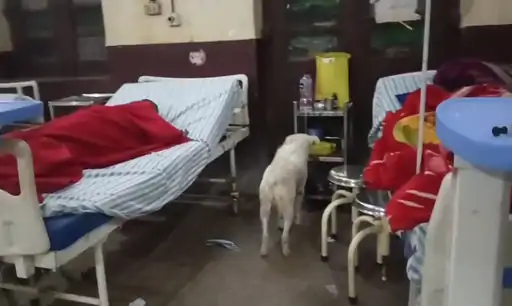 Agra Medical College Dogs