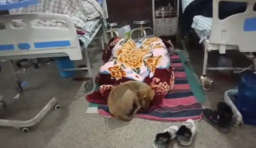 Agra Medical College Dogs