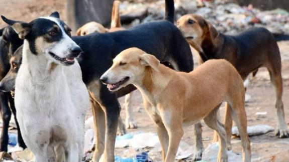 SupremeCourt 7 January: