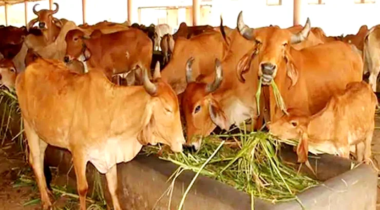 UP Cow Shelter Monitoring