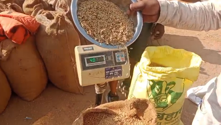 Korba Paddy Procurement