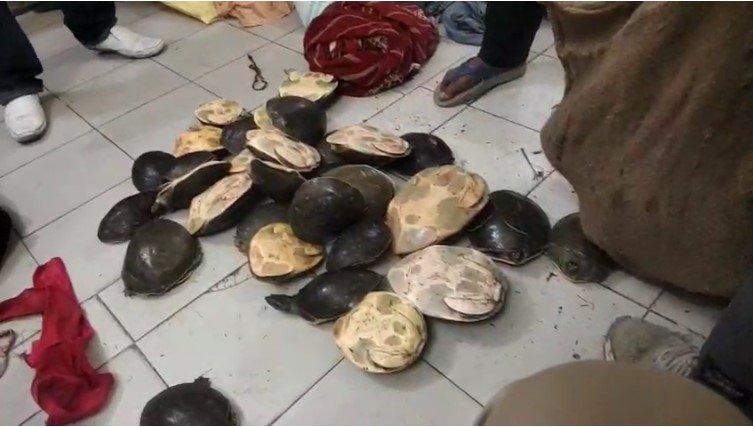 Rohtas train rescues 311 turtles: Stray turtles recovered under Operation Vilep
