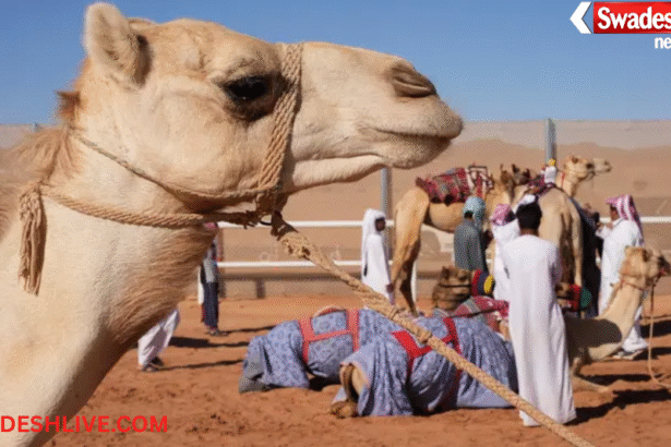 Saudi Camel Passport