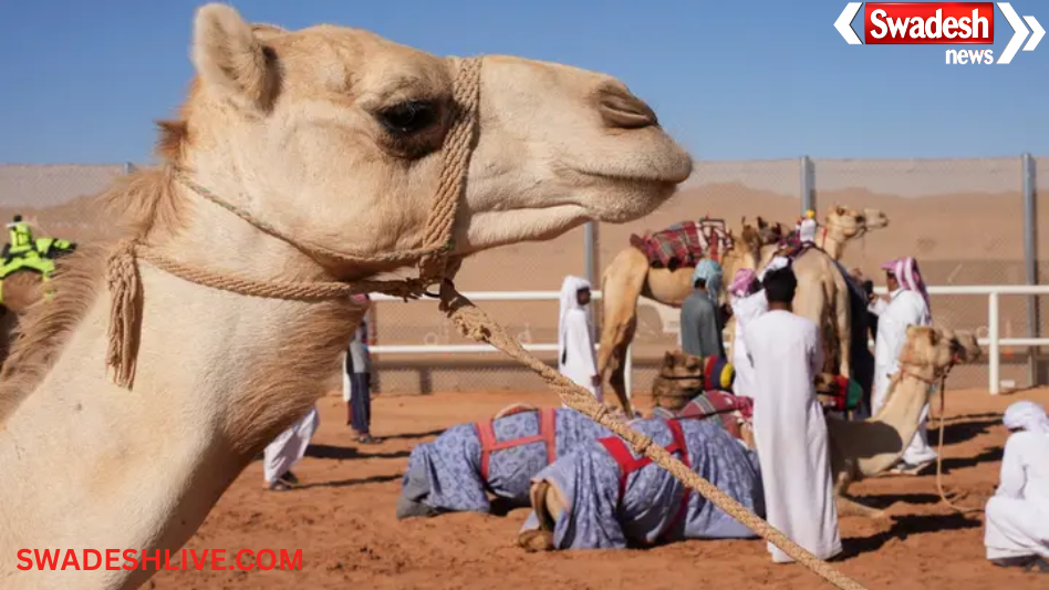 Saudi Camel Passport