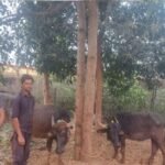 KCG Cattle Smuggling Case: Cattle being taken to Nagpur via forest route seized