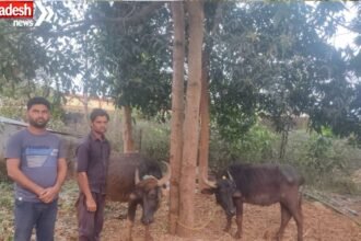 KCG Cattle Smuggling Case: Cattle being taken to Nagpur via forest route seized