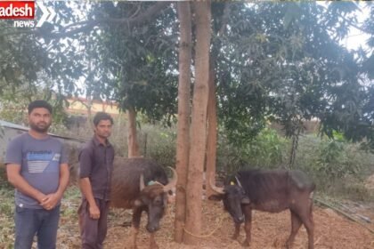 KCG Cattle Smuggling Case: Cattle being taken to Nagpur via forest route seized