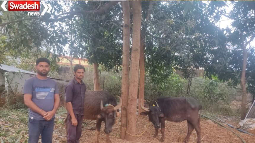 KCG Cattle Smuggling Case: Cattle being taken to Nagpur via forest route seized