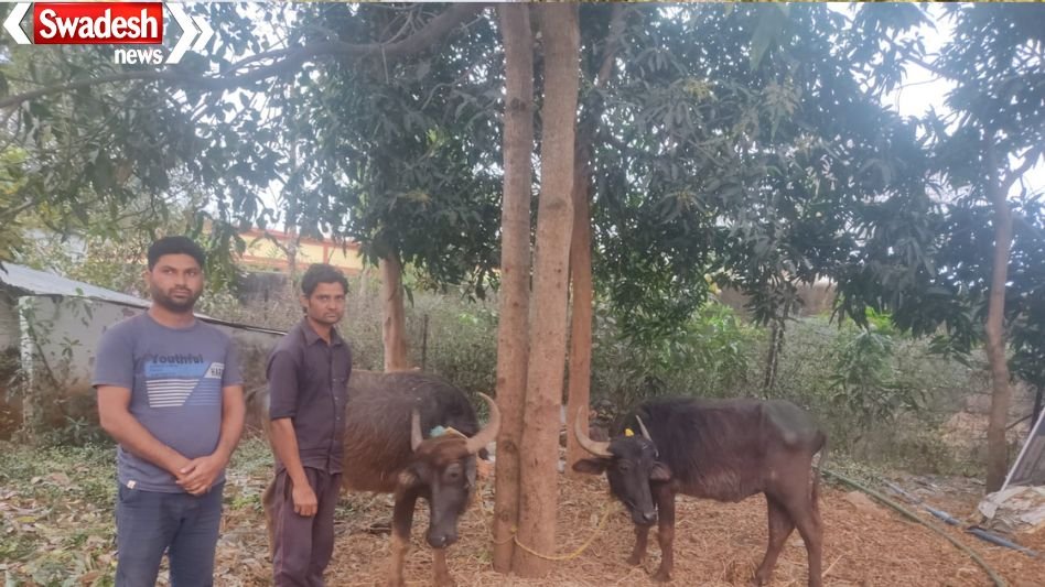 KCG Cattle Smuggling Case: Cattle being taken to Nagpur via forest route seized