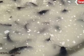 Thai Mangur Fish Smuggling Korea District: Truck loaded with banned Thai Mangur fish catches fire in Korea