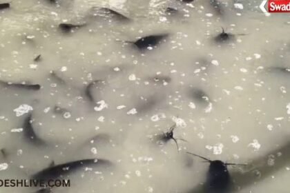 Thai Mangur Fish Smuggling Korea District: Truck loaded with banned Thai Mangur fish catches fire in Korea