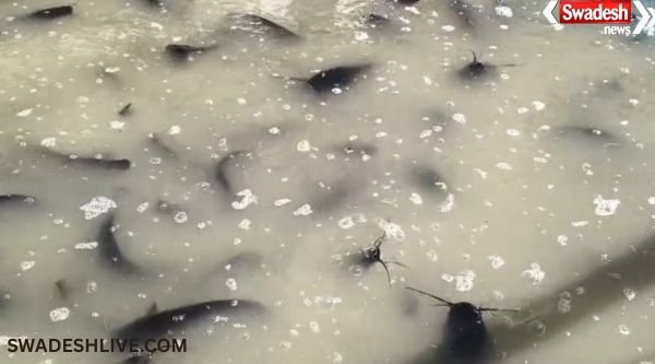 Thai Mangur Fish Smuggling Korea District: Truck loaded with banned Thai Mangur fish catches fire in Korea