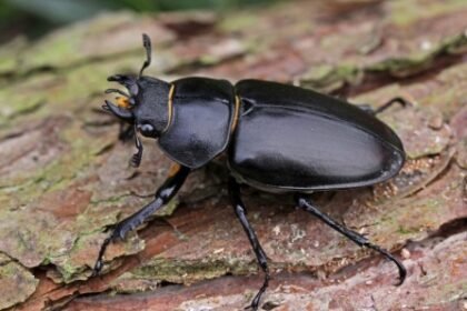 Stag beetle