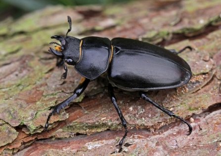 Stag beetle