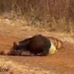 Raipur Murder Mystery